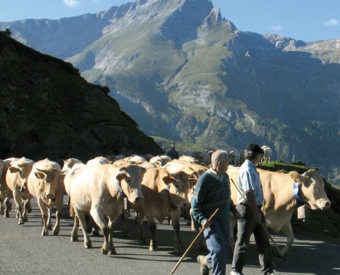 Transhumances en vallée de l'Ouzoum · © stockli